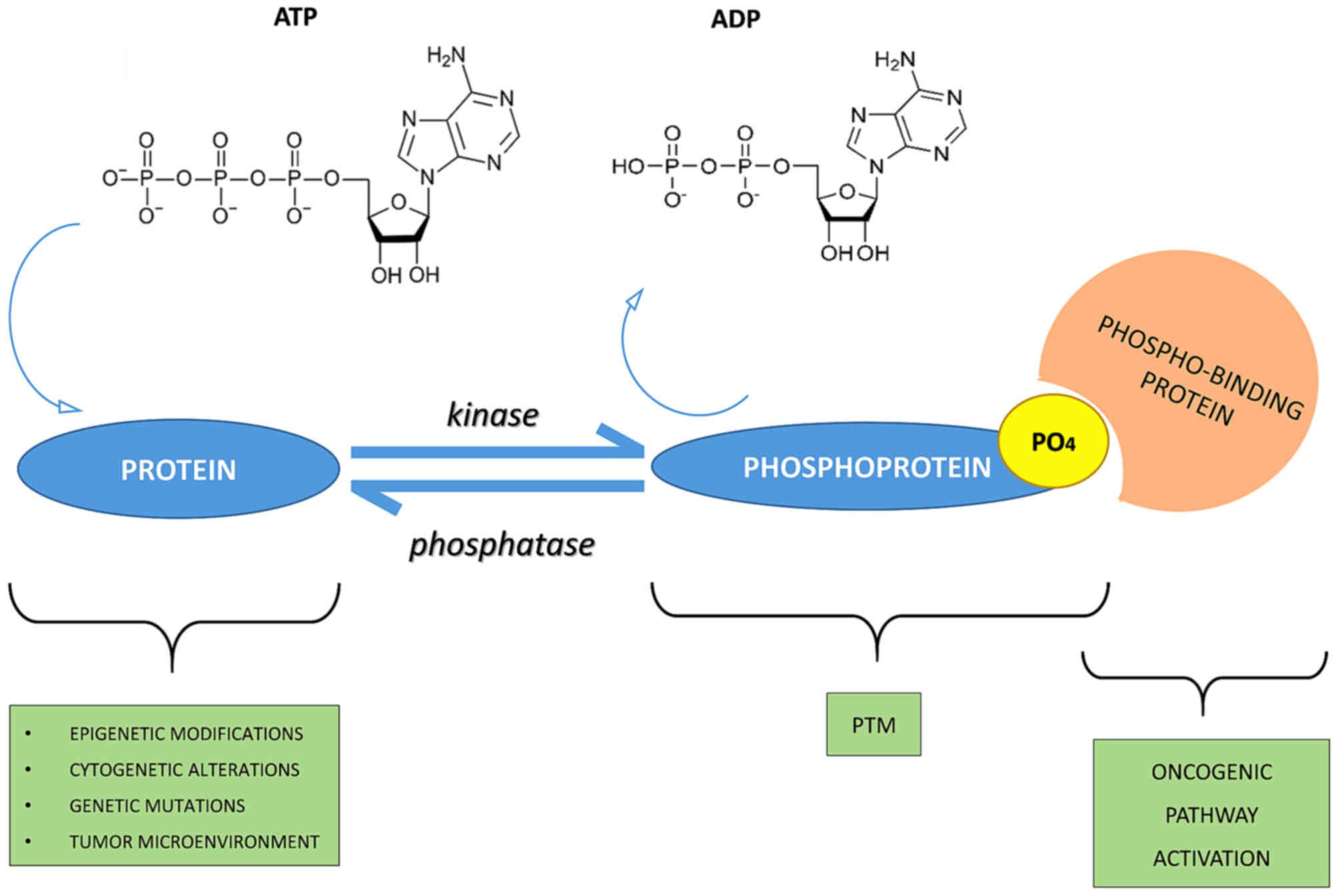 Advancements in Protein Methylation Research